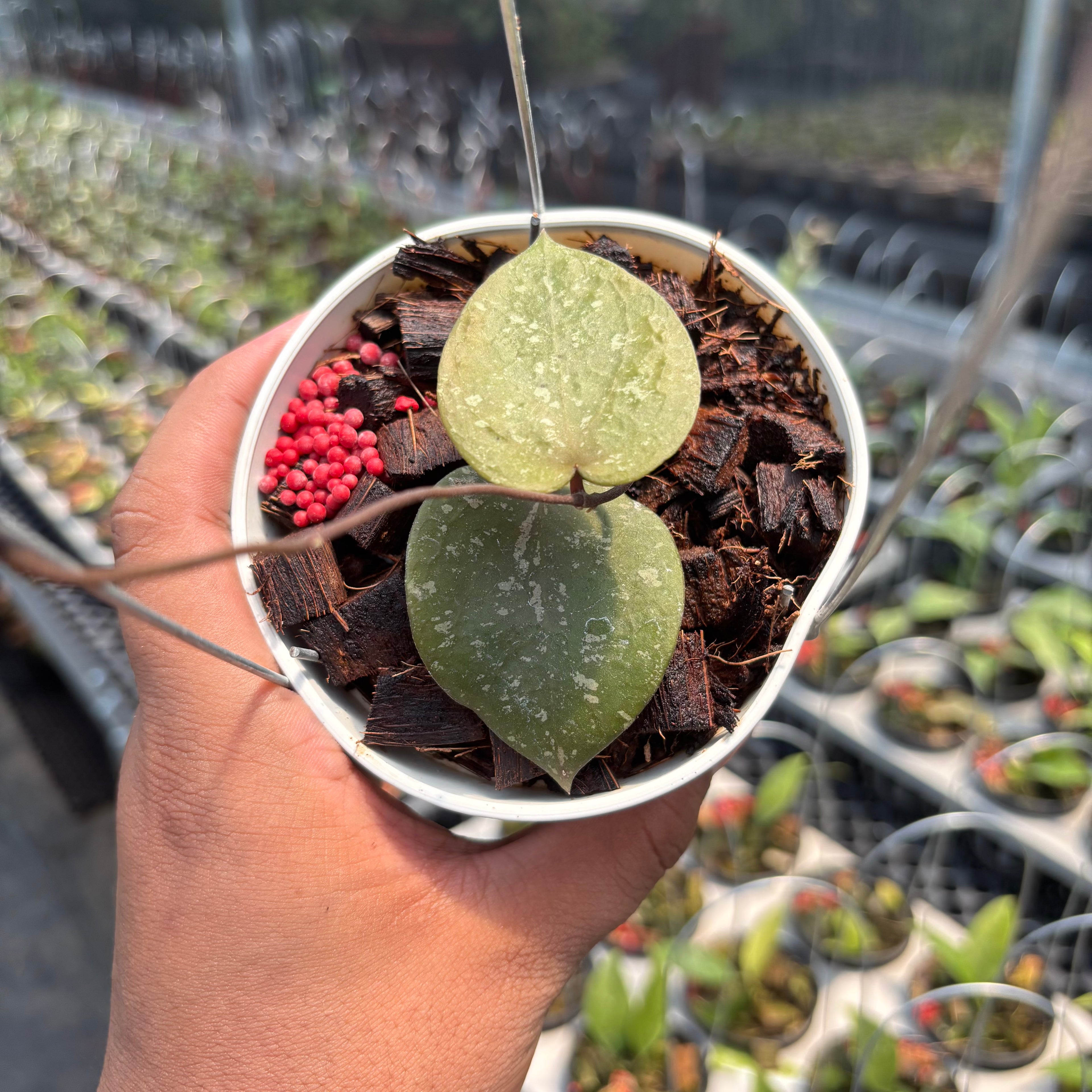 Hoya Verticillata x Hoya Imbricata