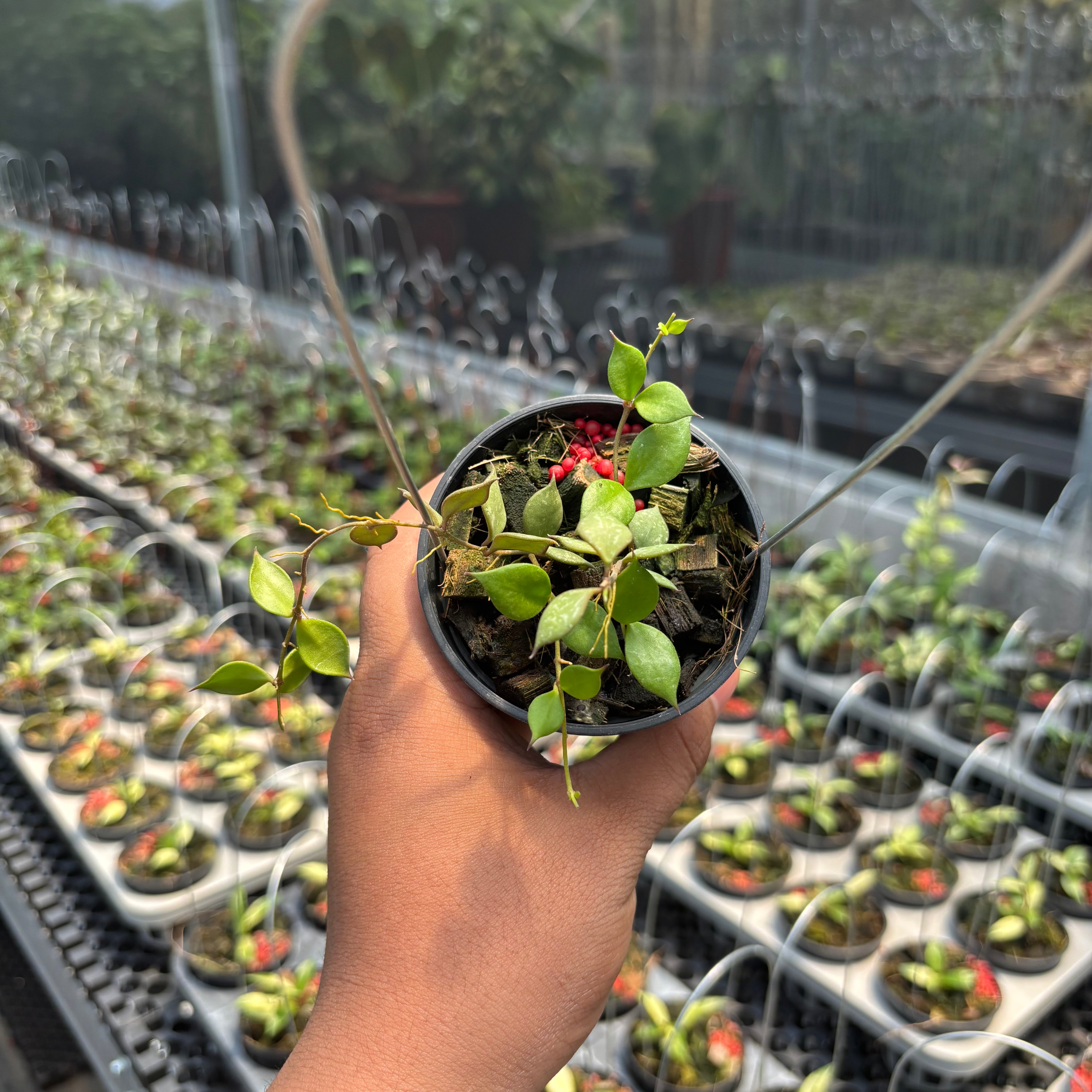 Hoya Curtisii ssp. Collariata