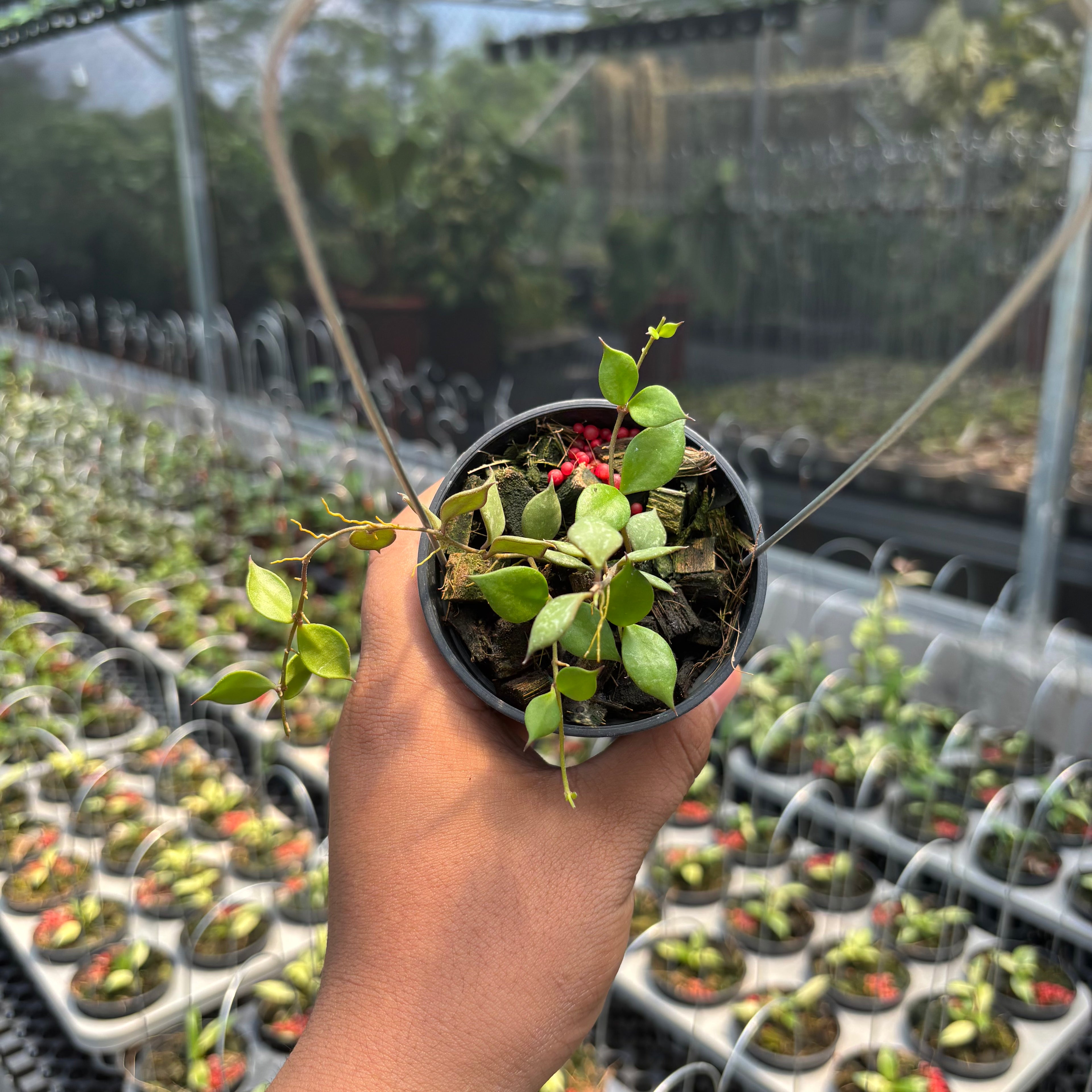 Hoya Curtisii ssp. Collariata