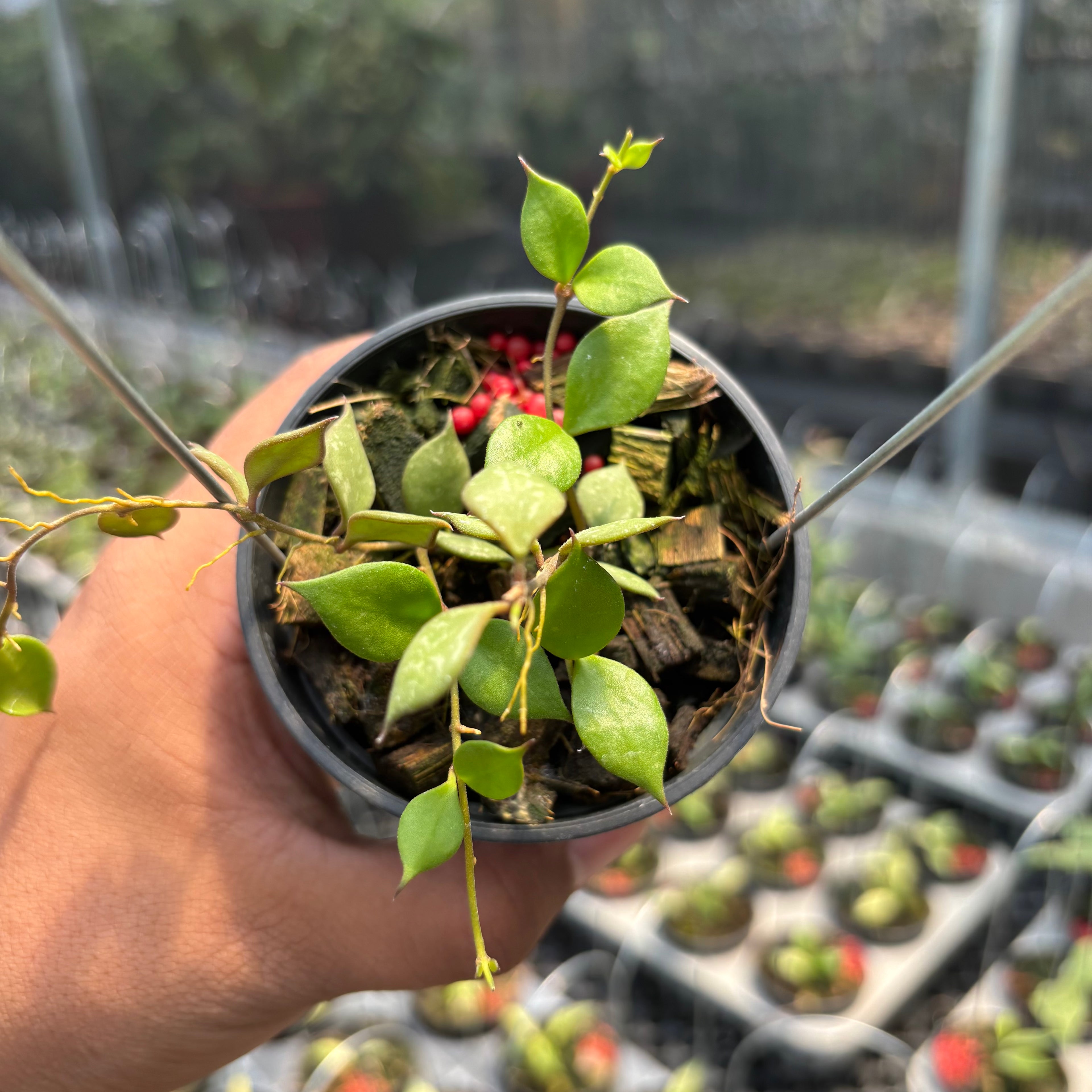 Hoya Curtisii ssp. Collariata