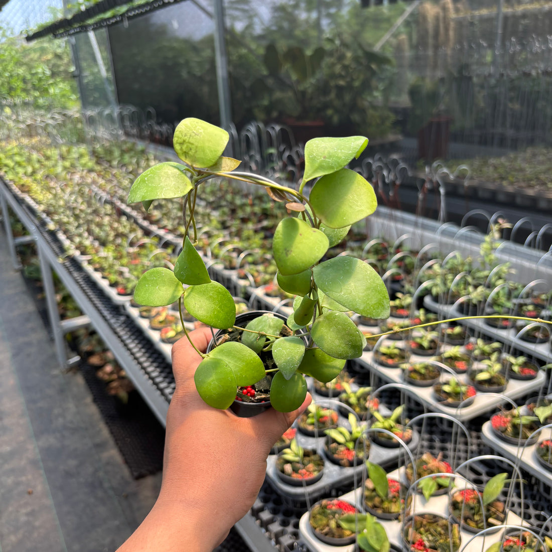 Hoya Myrmecopa &quot;Selayar&quot;
