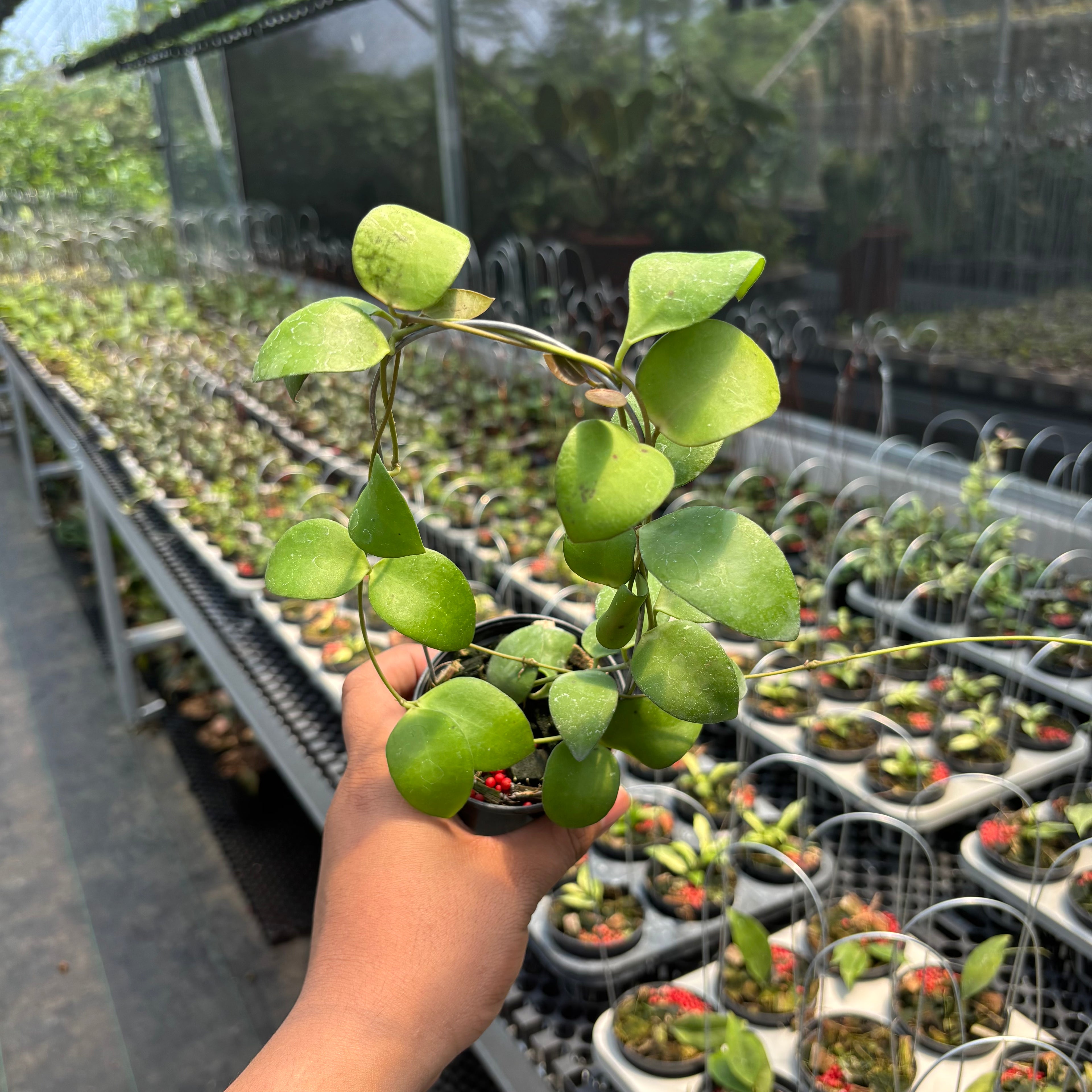 Hoya Myrmecopa &quot;Selayar&quot;