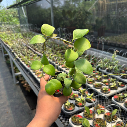 Hoya Myrmecopa "Selayar"