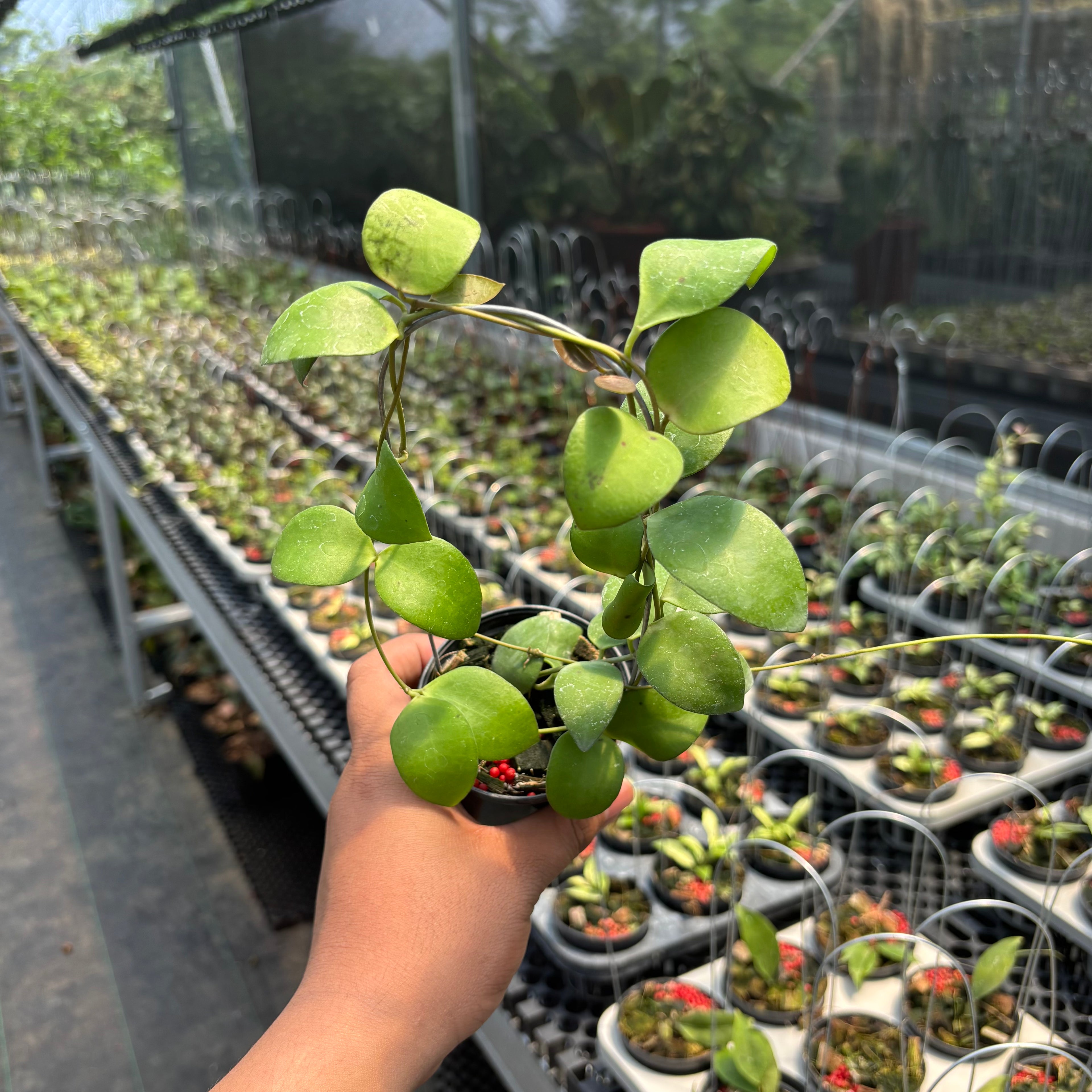 Hoya Myrmecopa &quot;Selayar&quot;