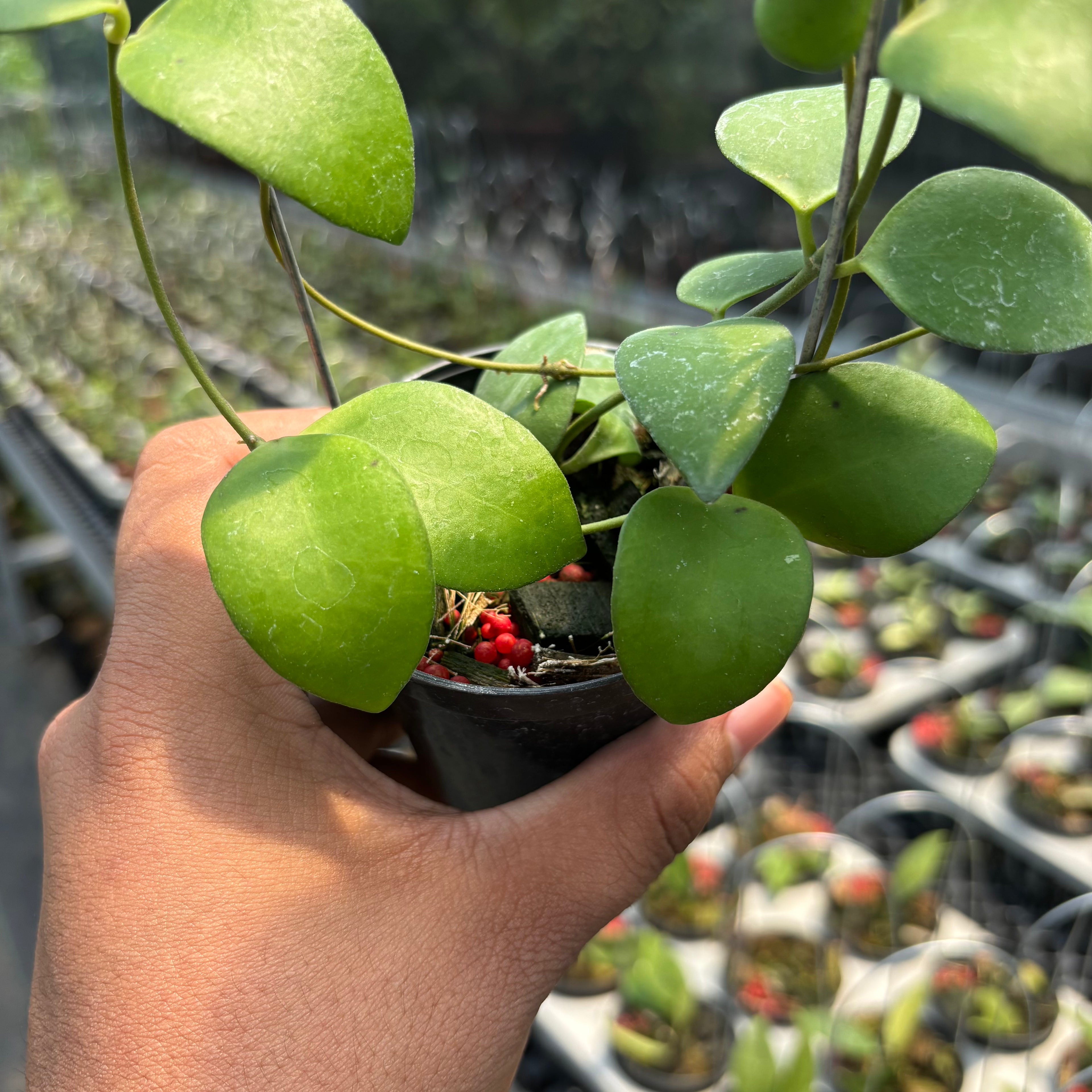 Hoya Myrmecopa &quot;Selayar&quot;