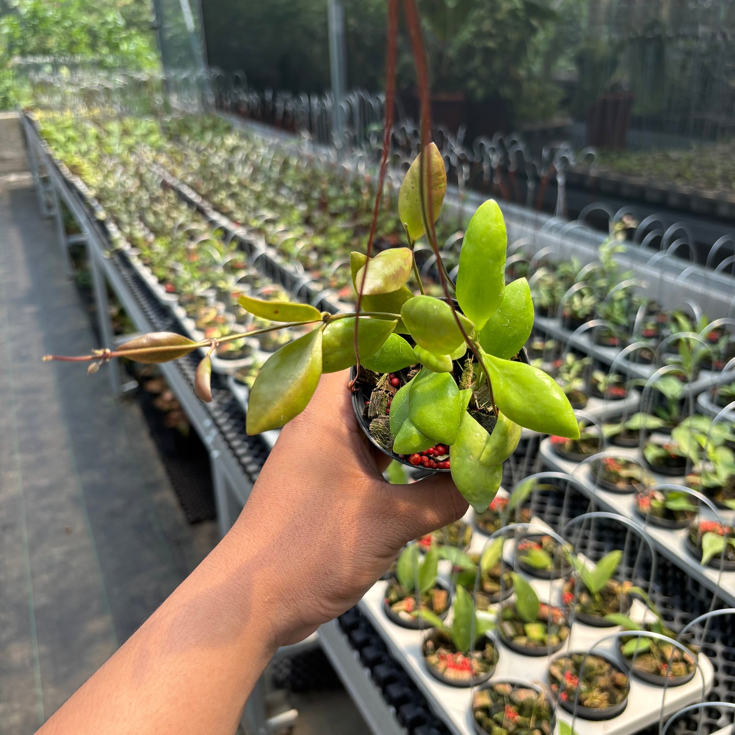 Hoya Palilimba