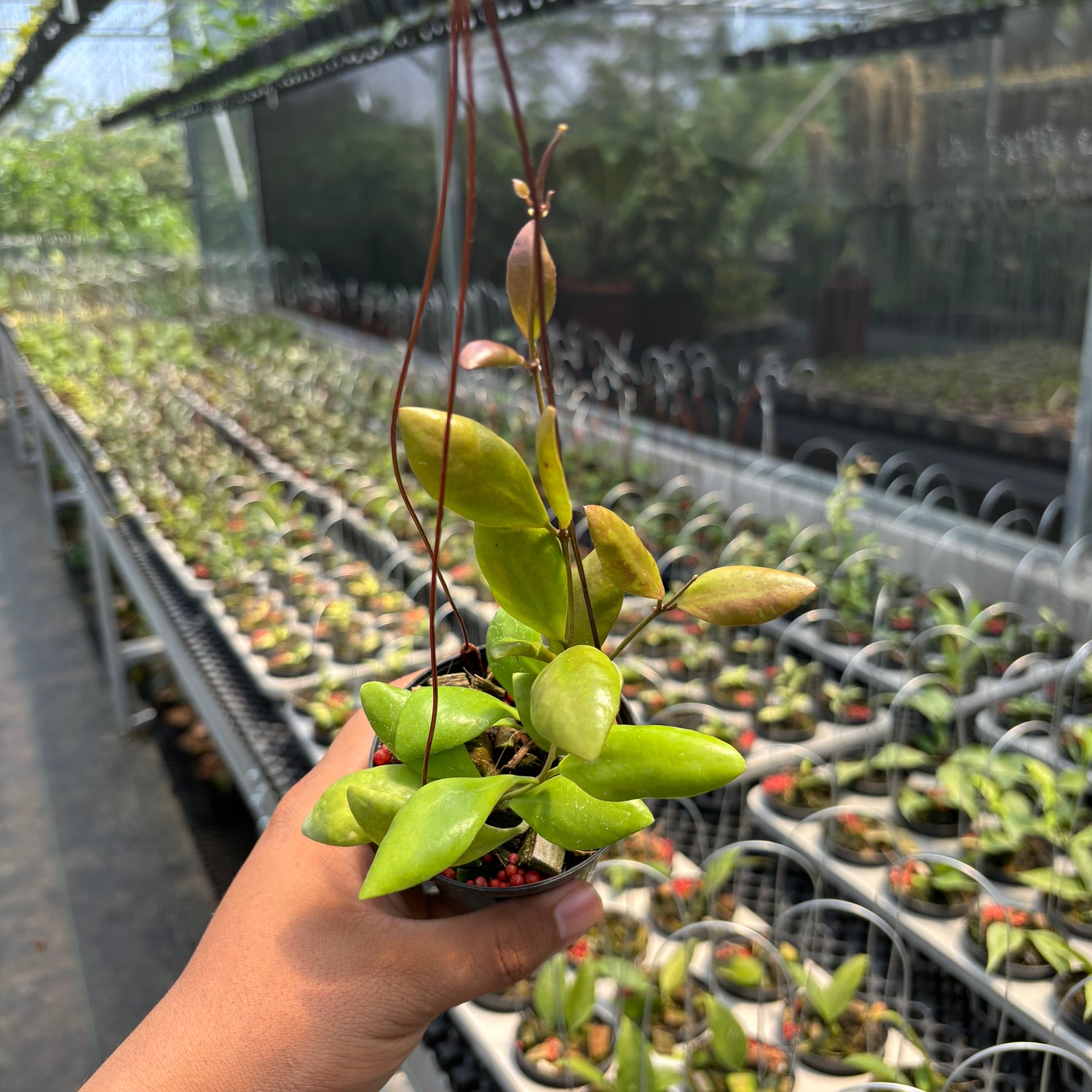 Hoya Palilimba