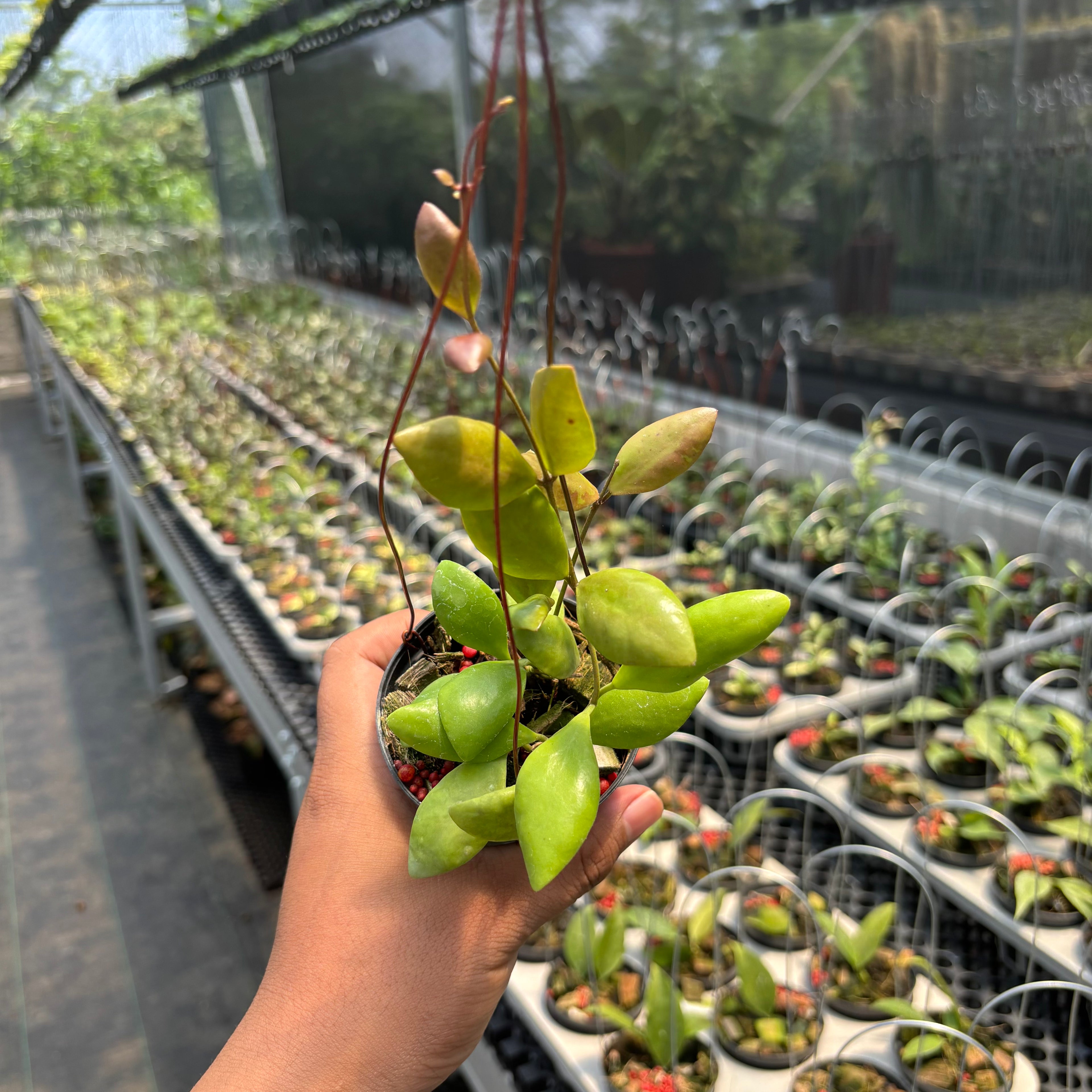 Hoya Palilimba