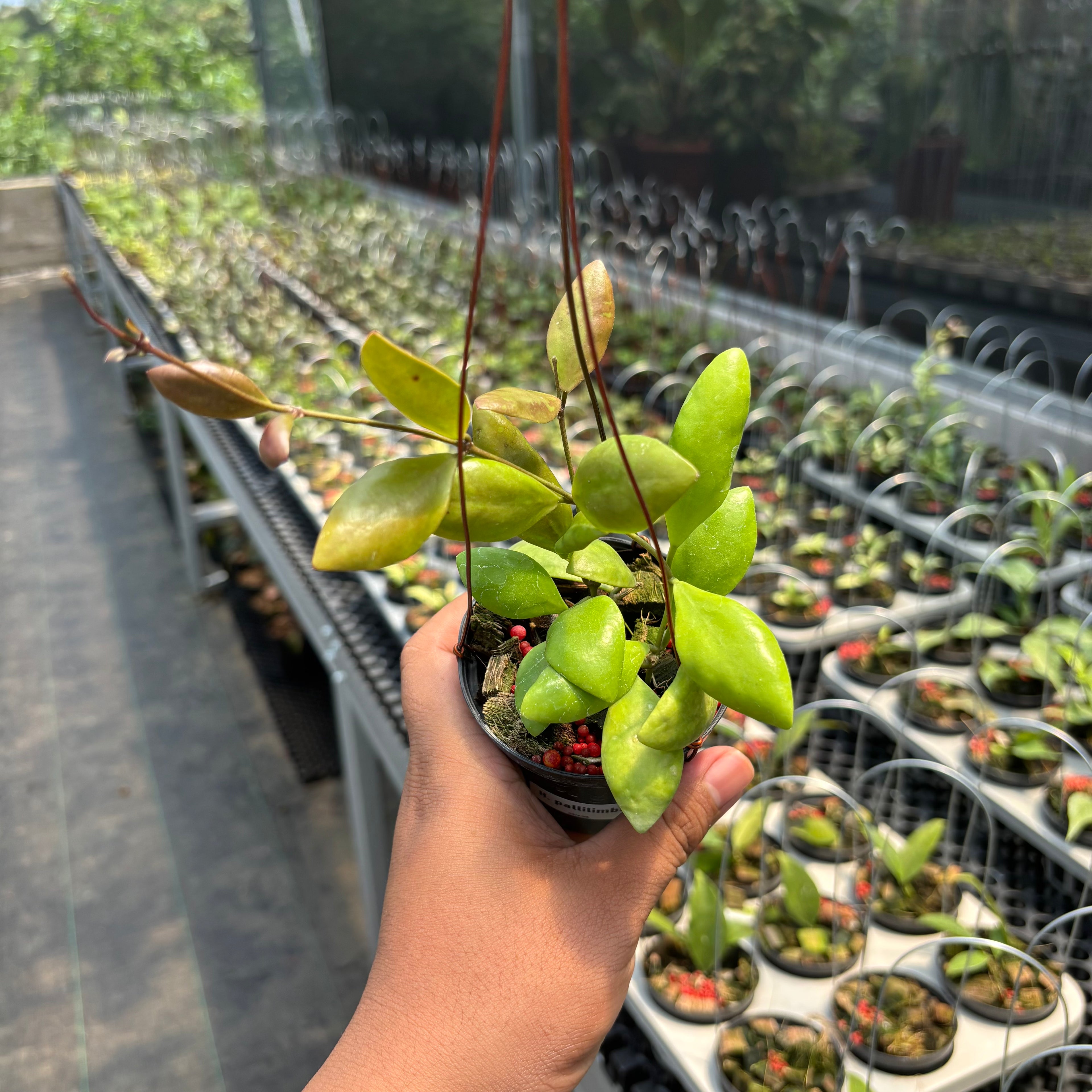 Hoya Palilimba
