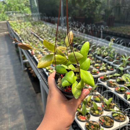 Hoya Palilimba