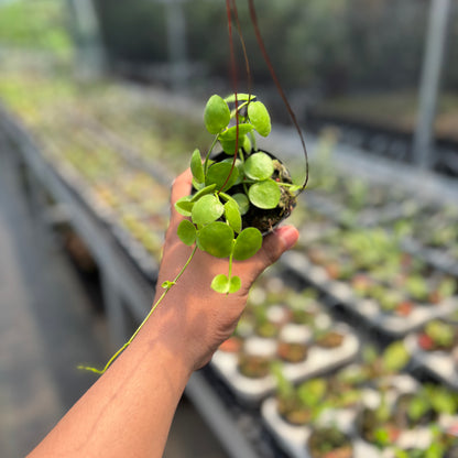 Hoya Sp. Mamasa "VN-775"