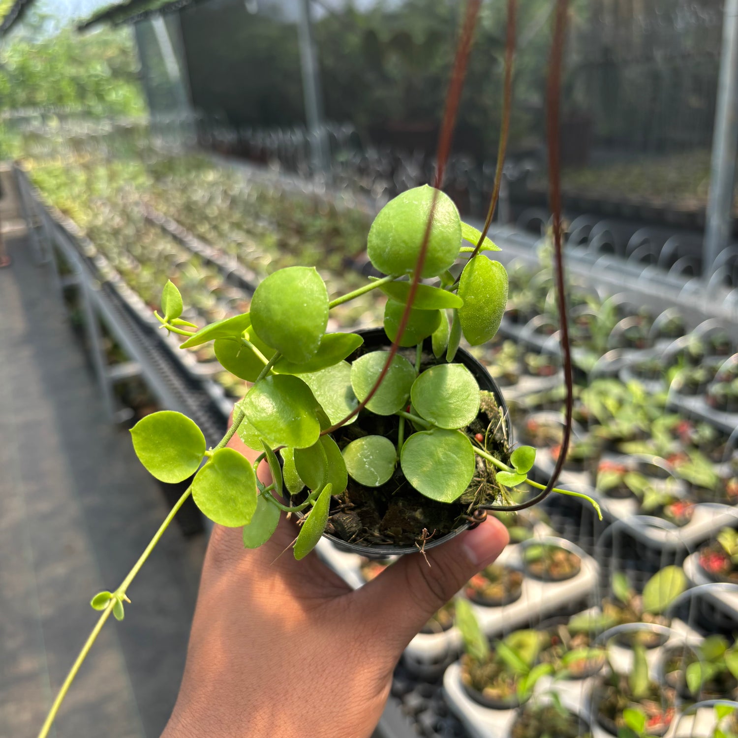 Hoya Sp. Mamasa &quot;VN-775&quot;