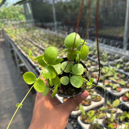 Hoya Sp. Mamasa "VN-775"
