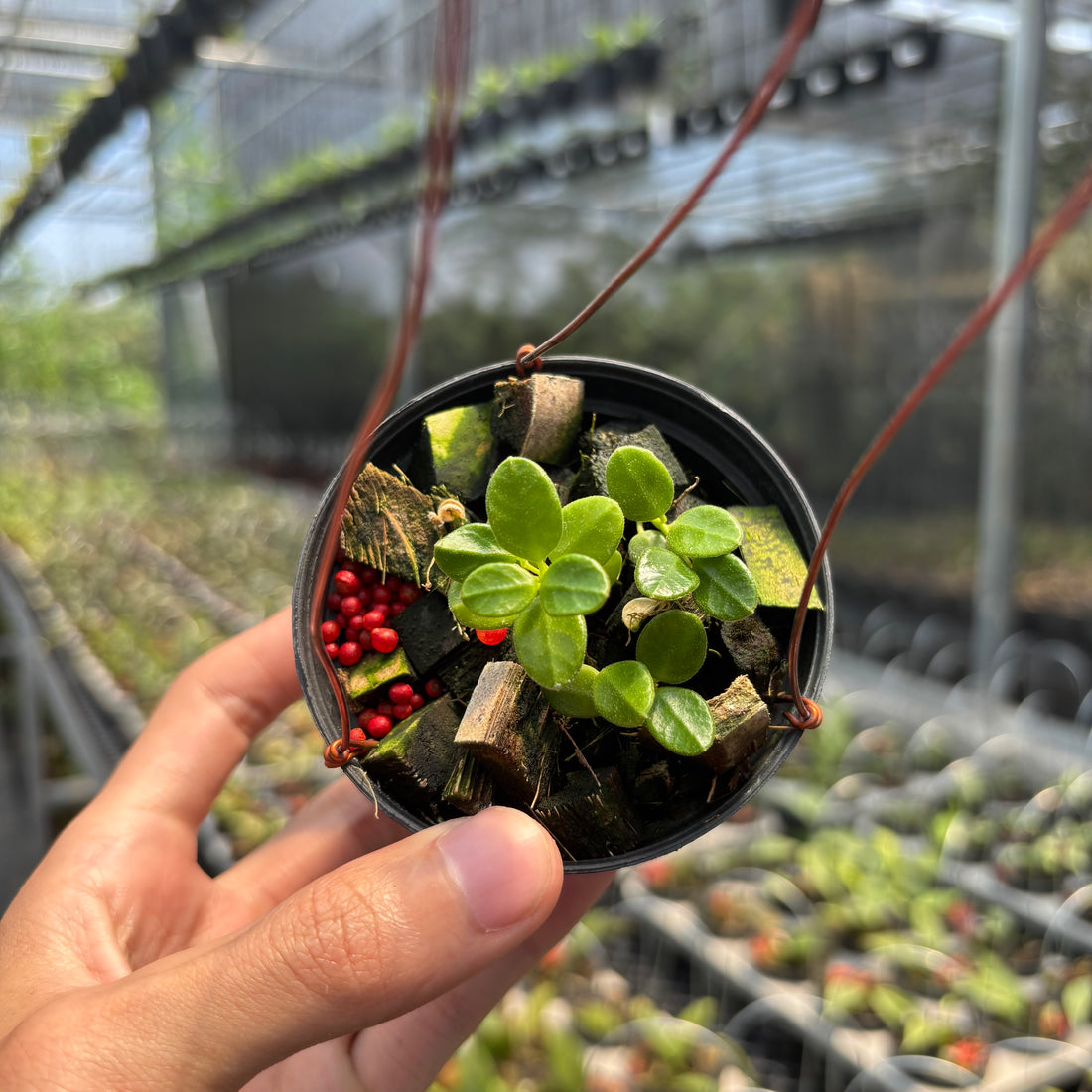 Hoya Tengchongensis