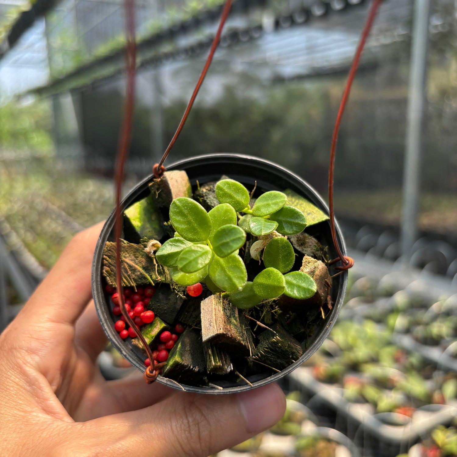 Hoya Tengchongensis