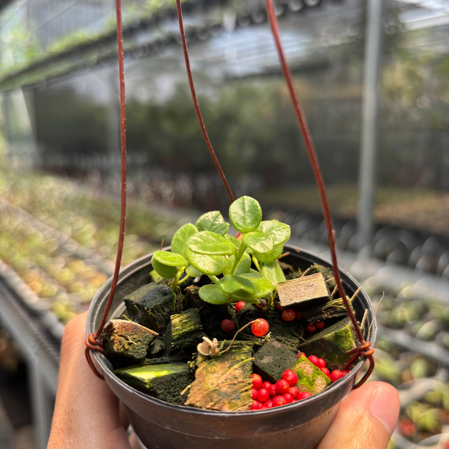 Hoya Tengchongensis