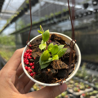 Hoya Vidalii