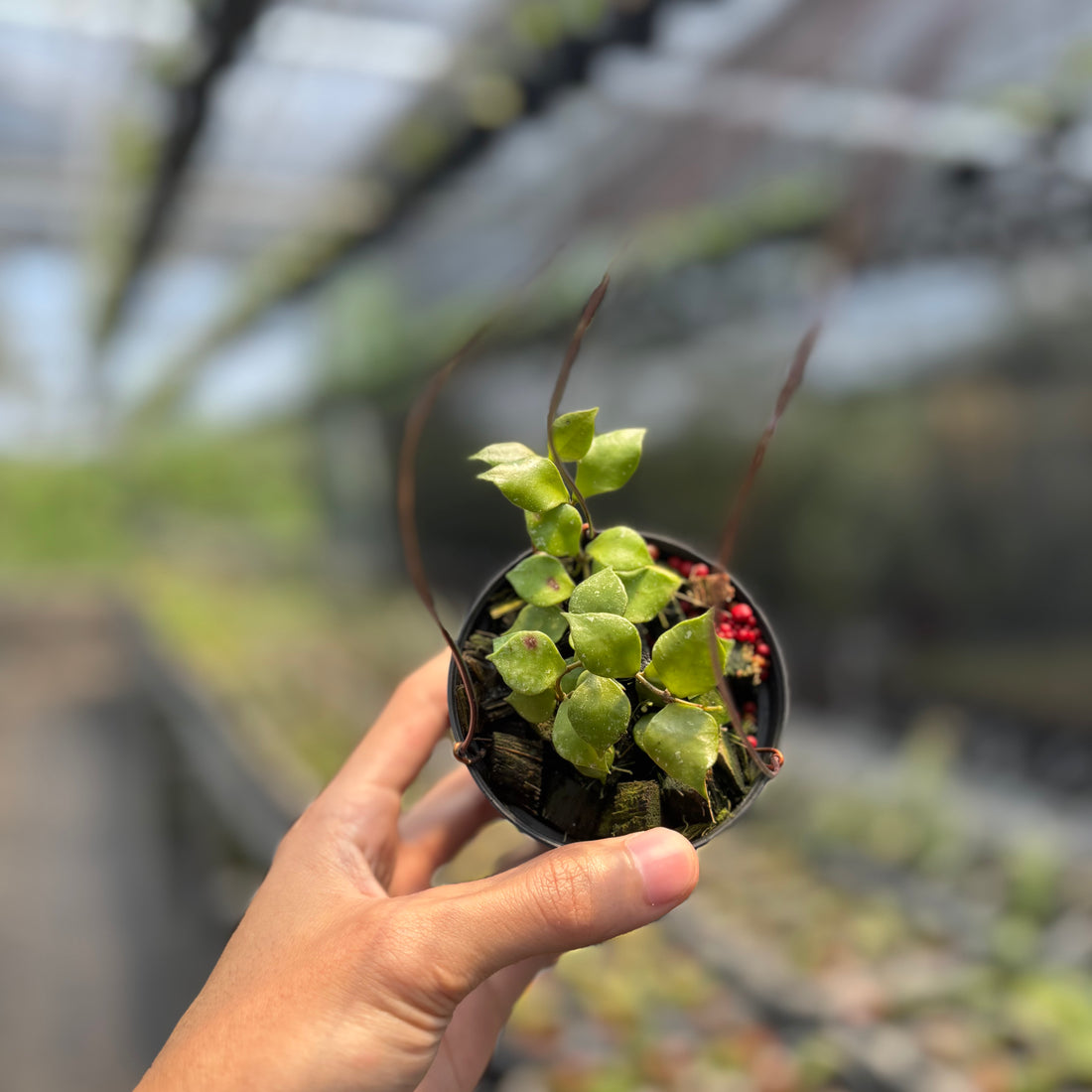 Hoya Minutiflora