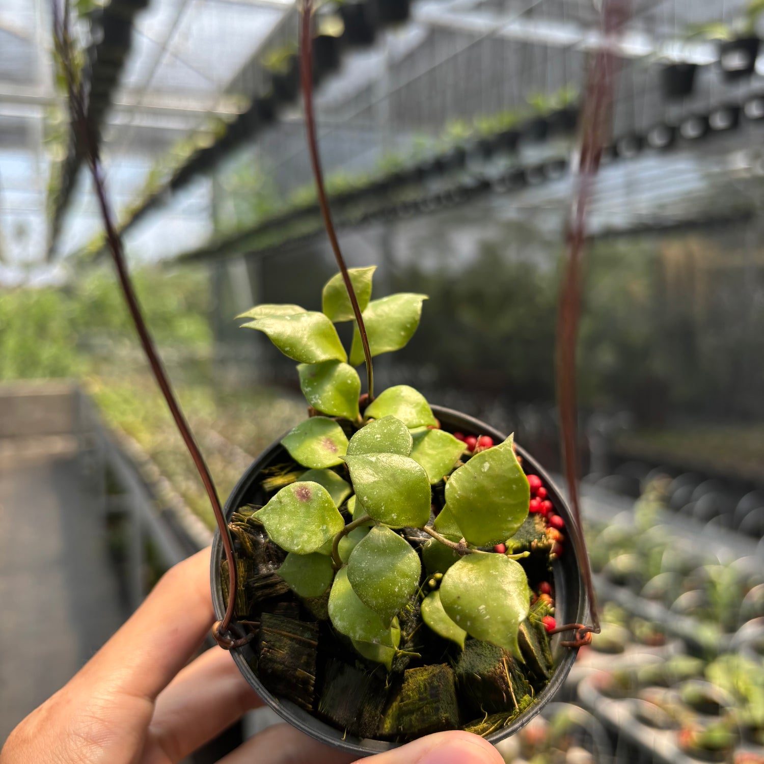 Hoya Minutiflora