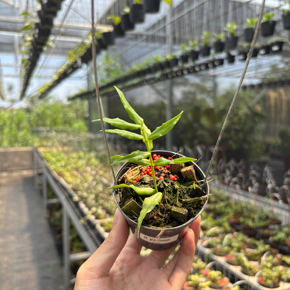 Hoya Paxtonii