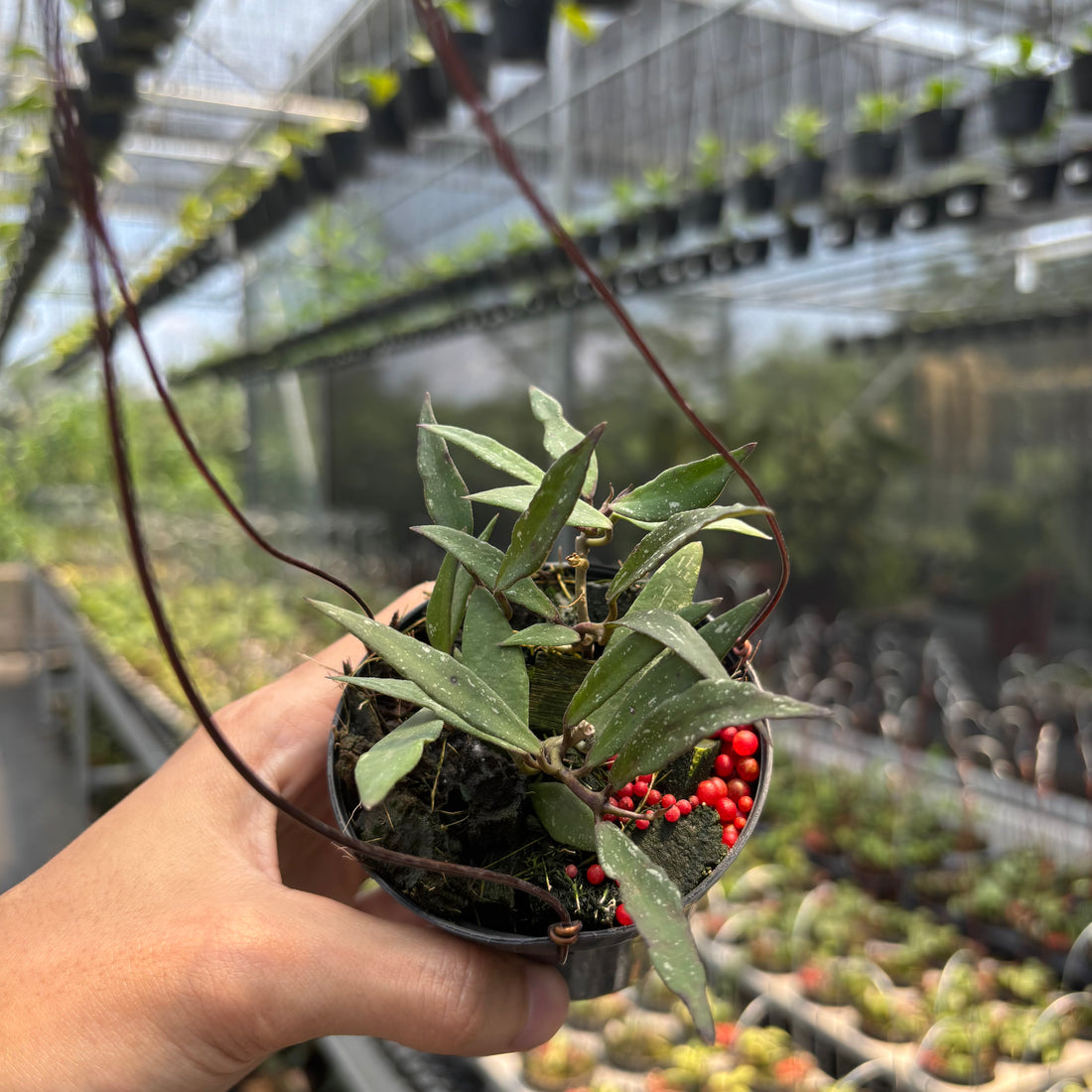 Hoya Mirabilis "Splash"