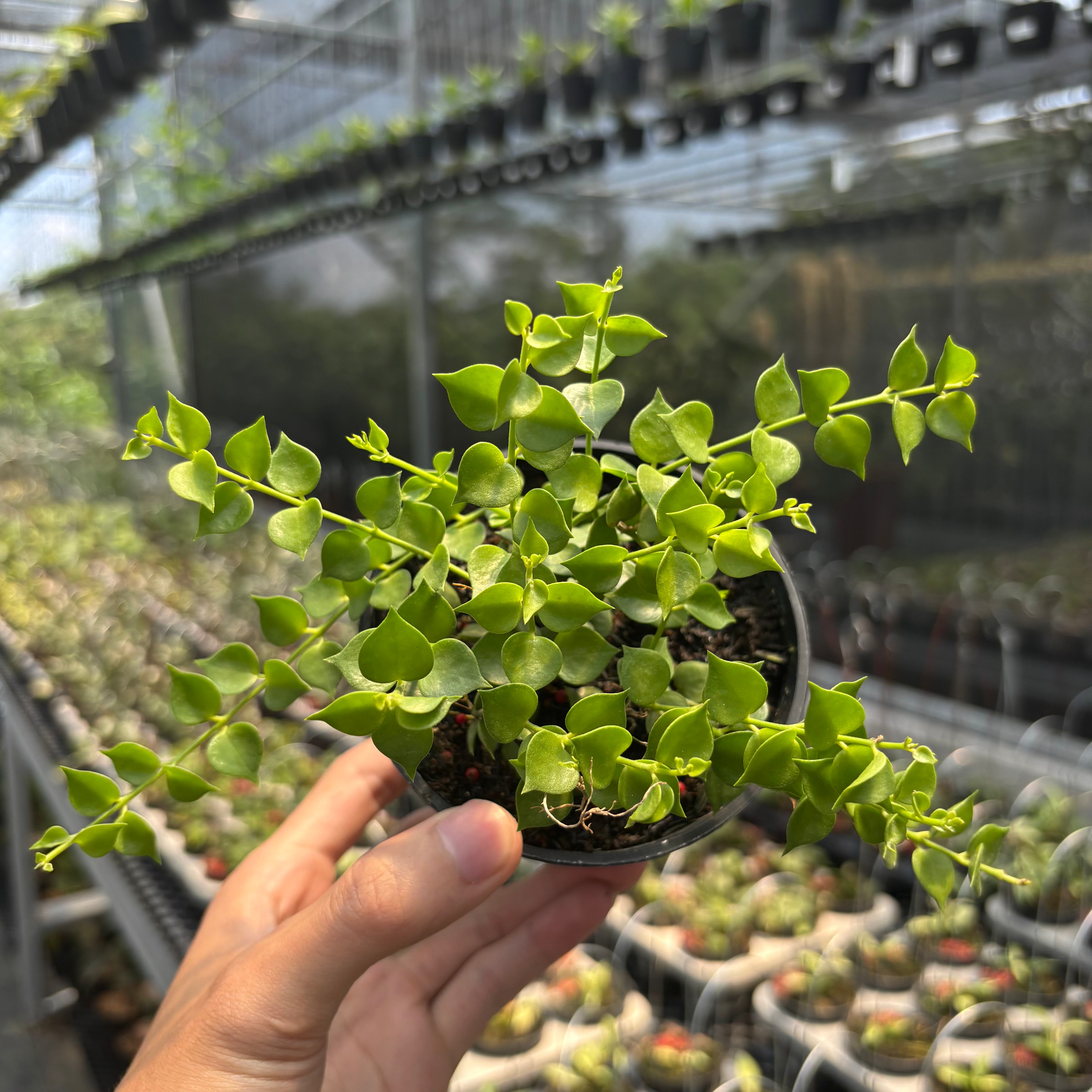 Hoya D. Ruscifolia