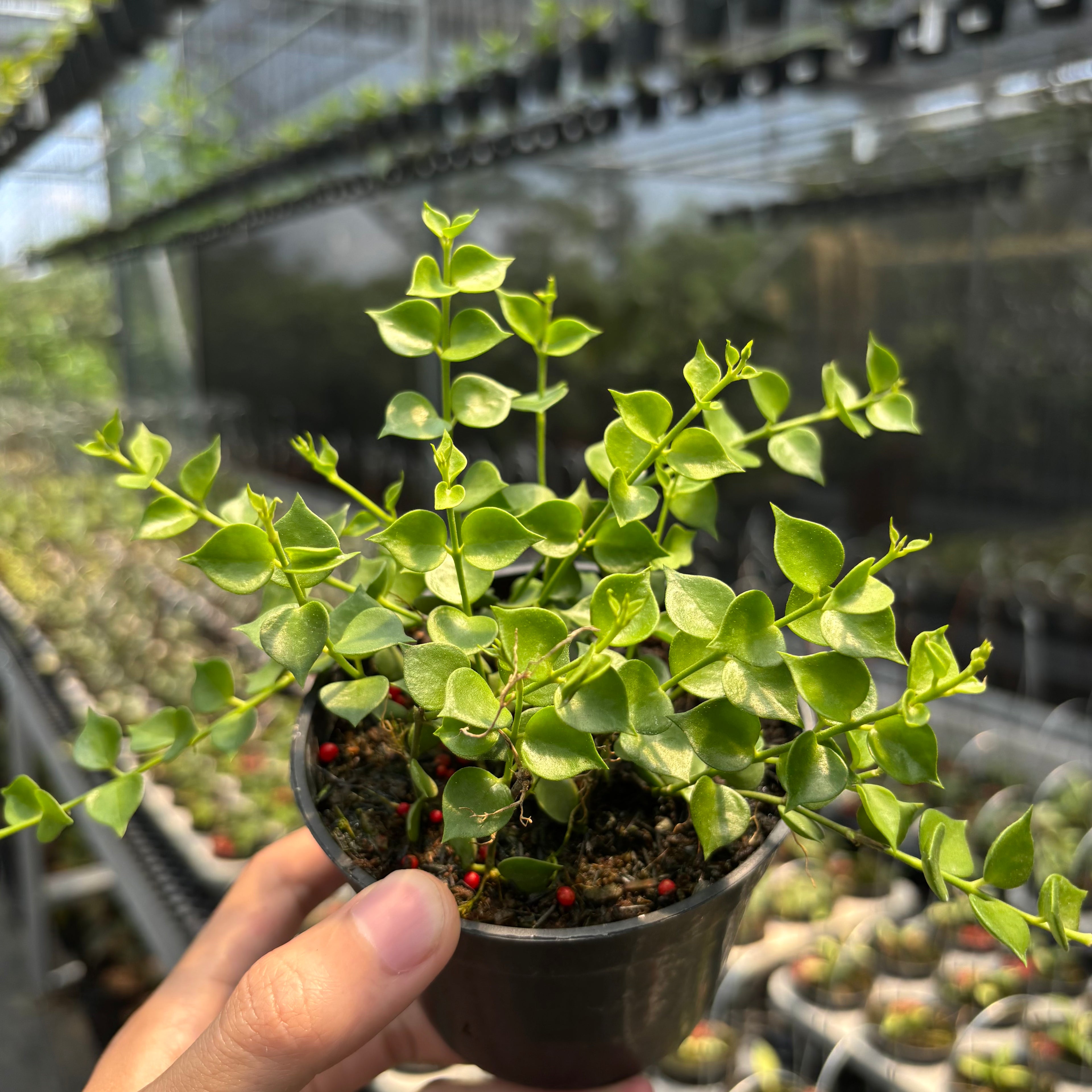 Hoya D. Ruscifolia