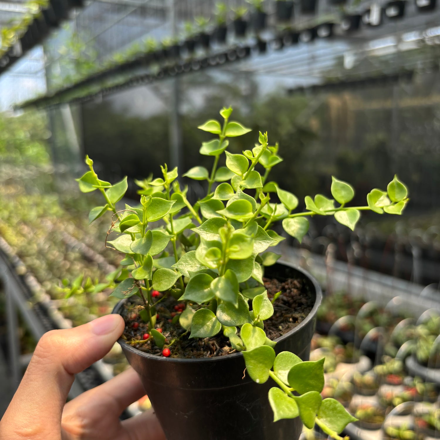Hoya D. Ruscifolia