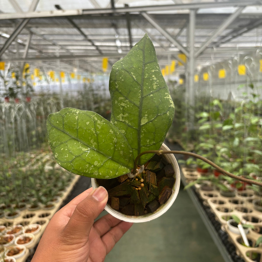 Hoya Clemensiorum Borneo Splash