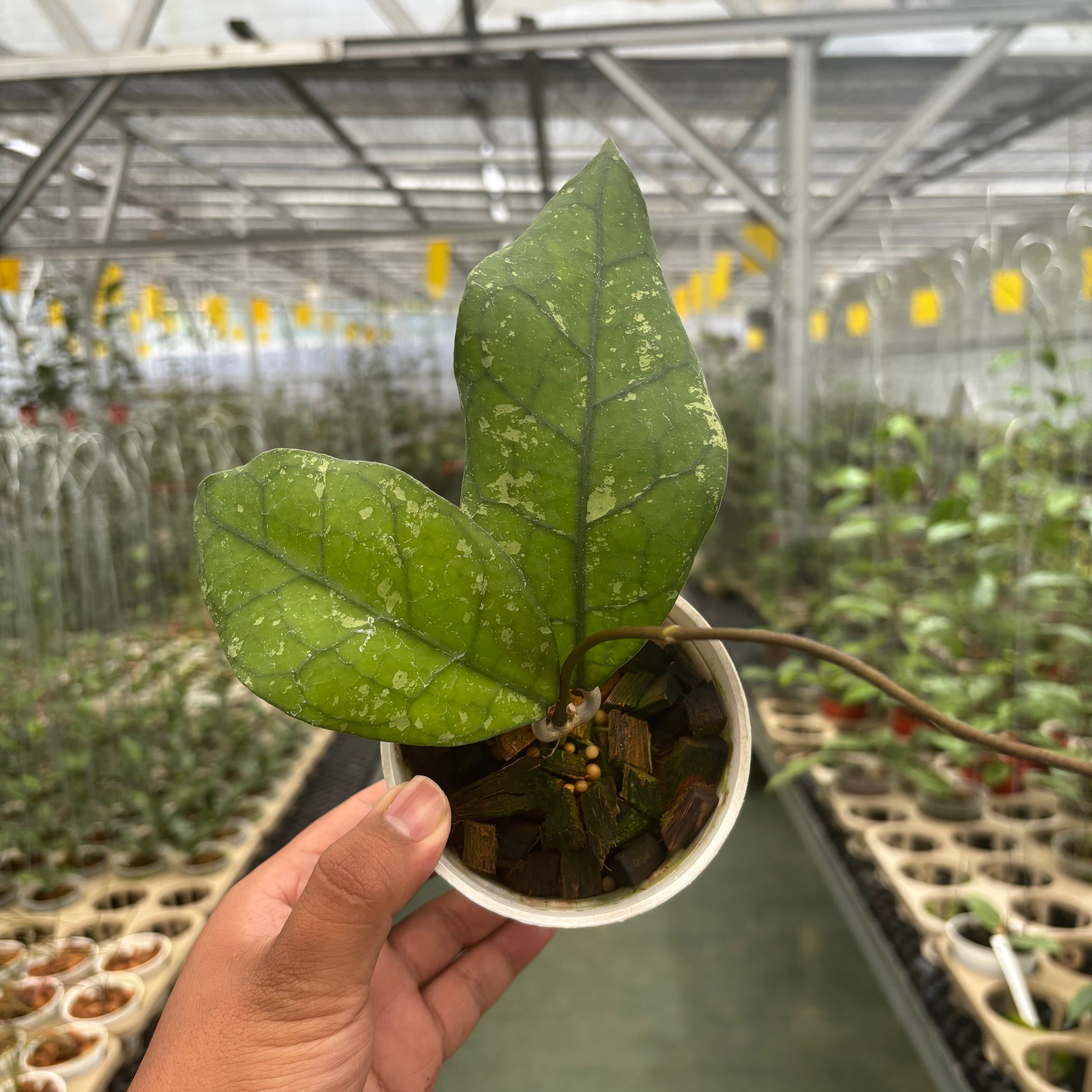 Hoya Clemensiorum Borneo Splash