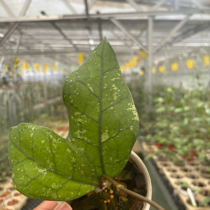 Hoya Clemensiorum Borneo Splash