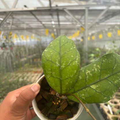 Hoya Clemensiorum Borneo Splash