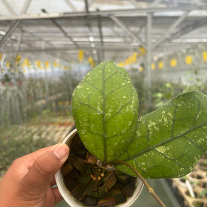 Hoya Clemensiorum Borneo Splash