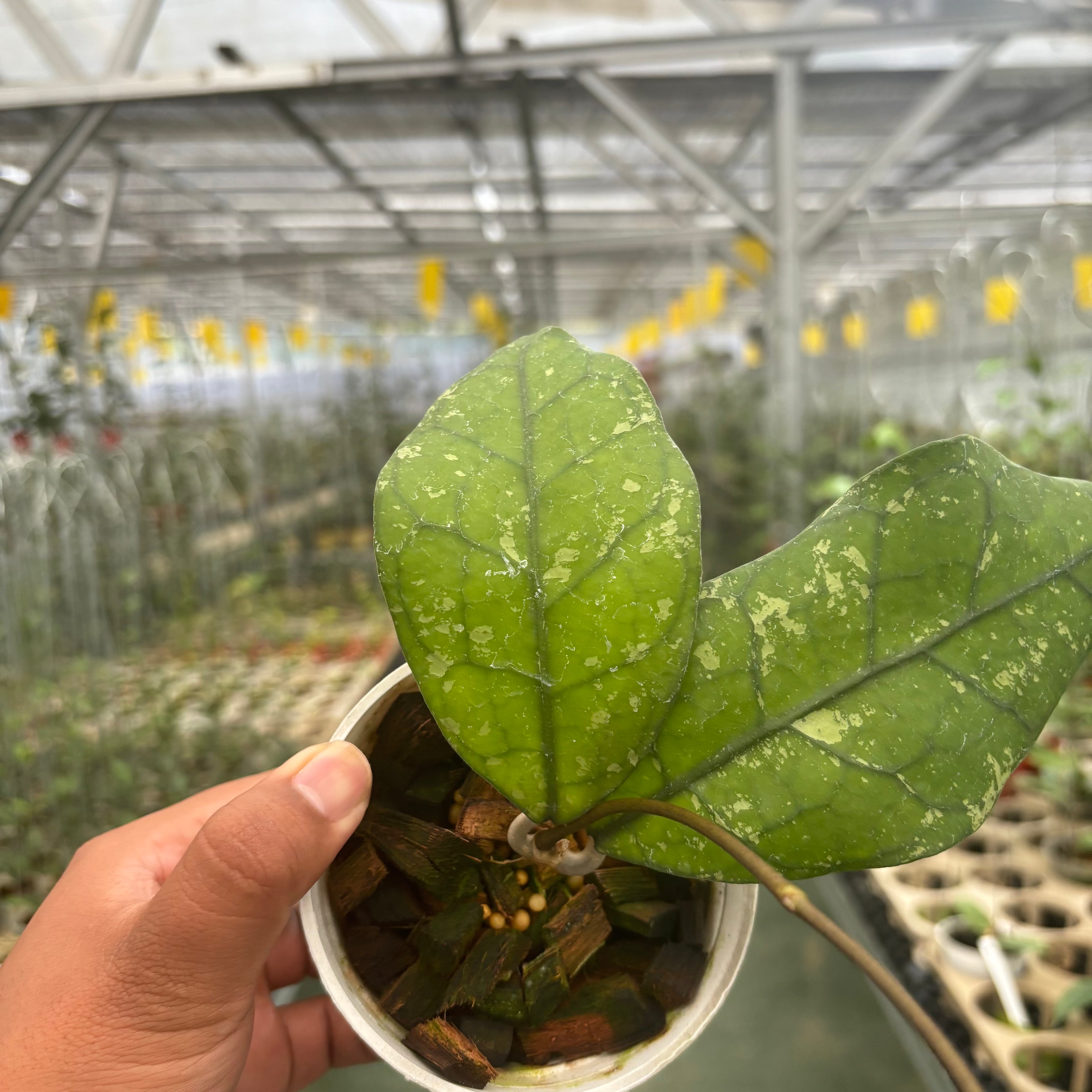Hoya Clemensiorum Borneo Splash