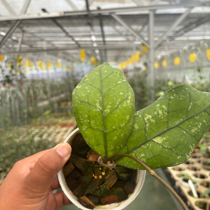 Hoya Clemensiorum Borneo Splash