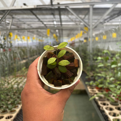 Hoya Mini Coin Variegated