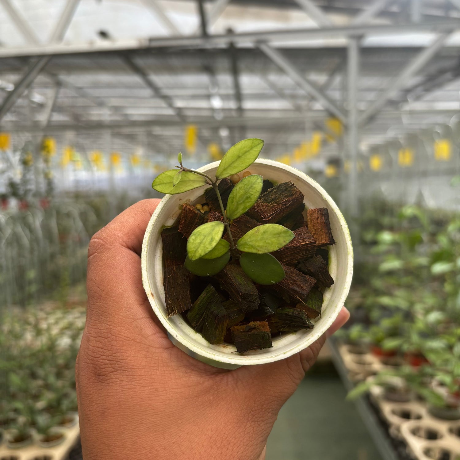 Hoya Mini Coin Variegated