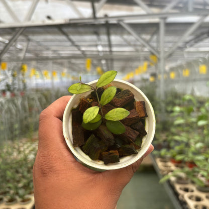 Hoya Mini Coin Variegated