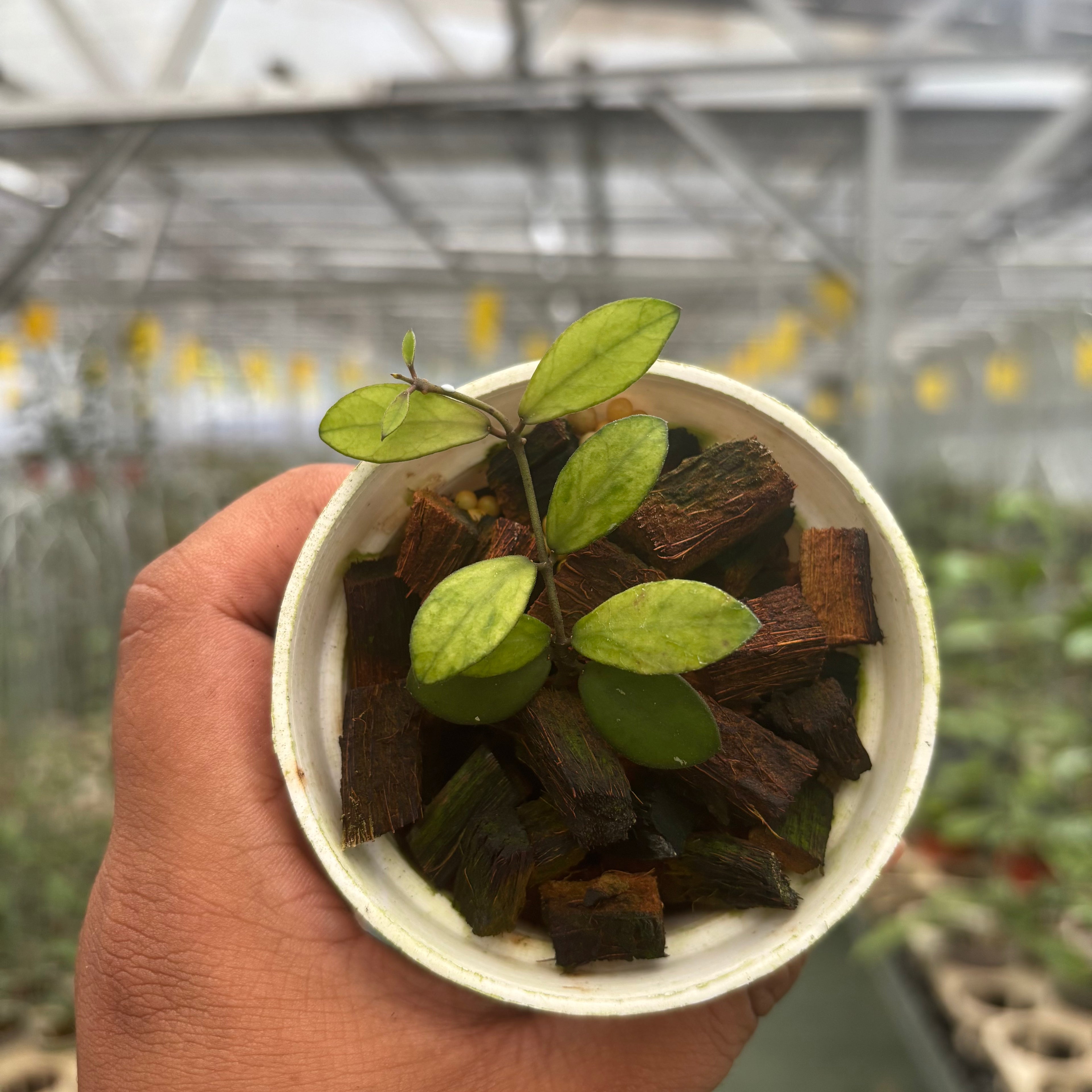 Hoya Mini Coin Variegated