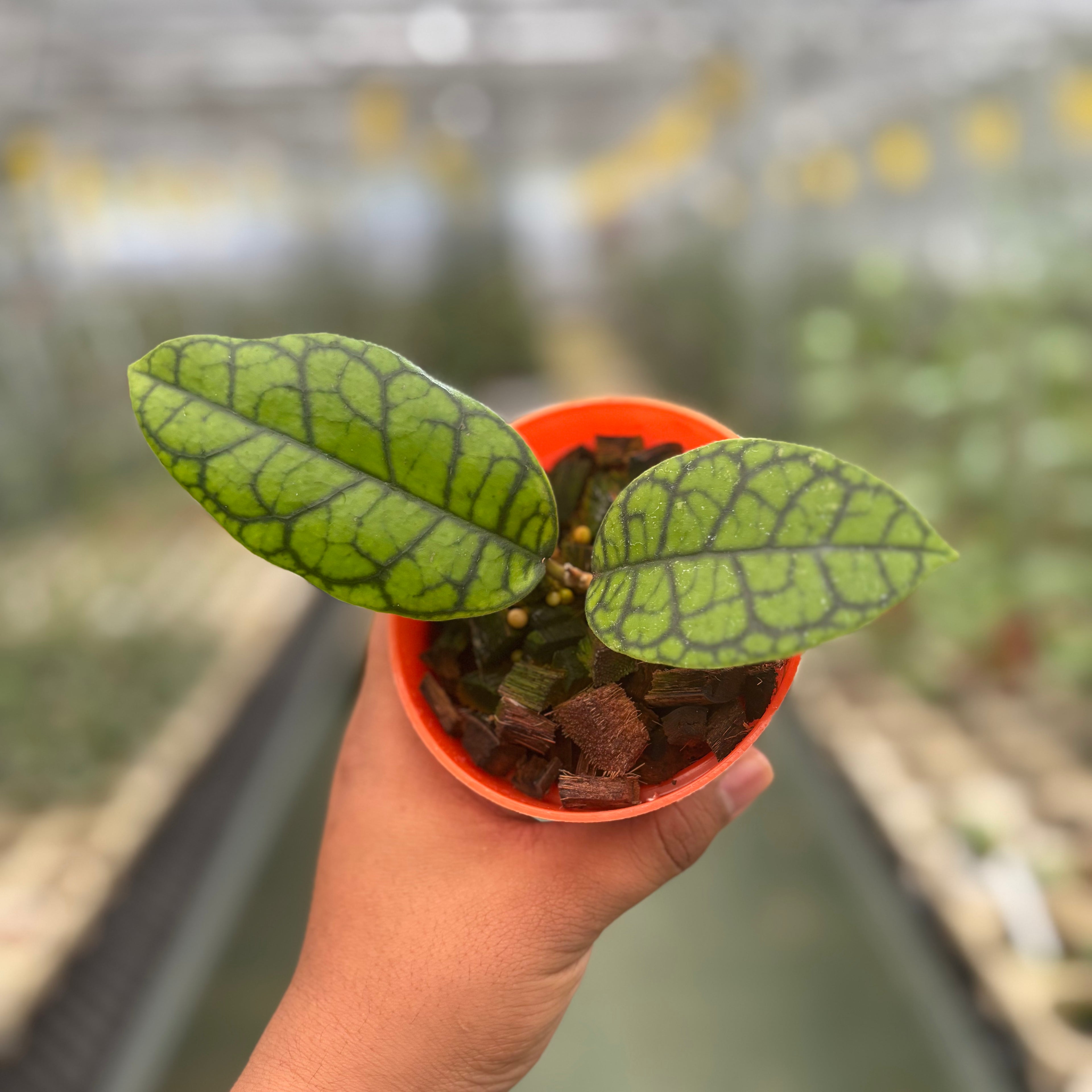 Hoya Calistophylla Black Octopus