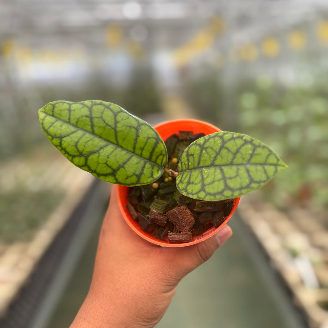 Hoya Calistophylla Black Octopus
