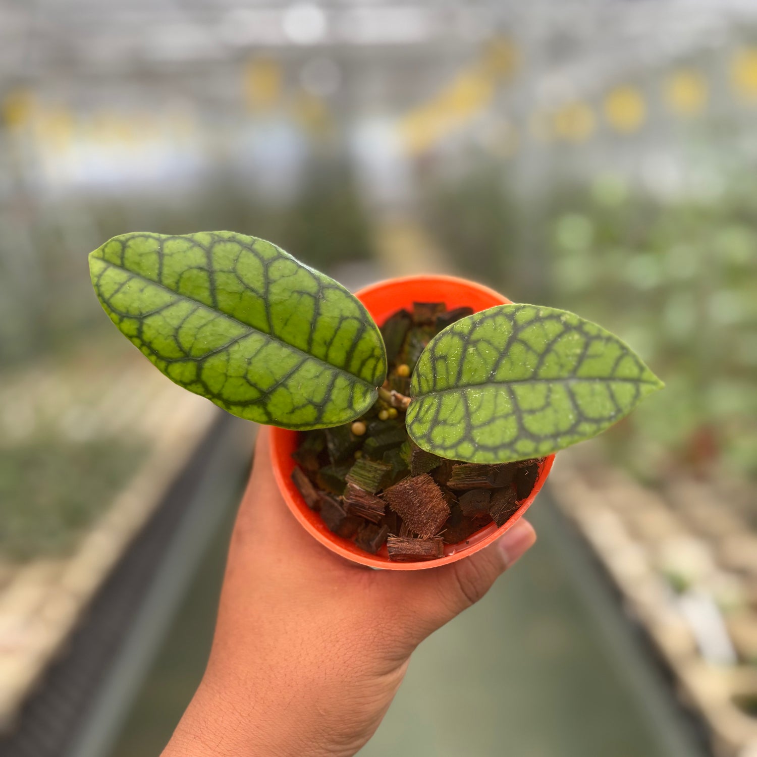 Hoya Calistophylla Black Octopus
