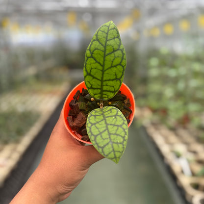 Hoya Calistophylla Black Octopus