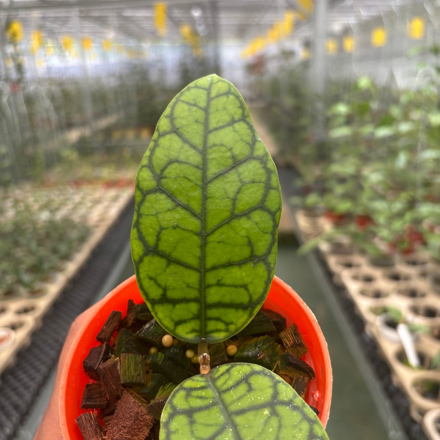 Hoya Calistophylla Black Octopus