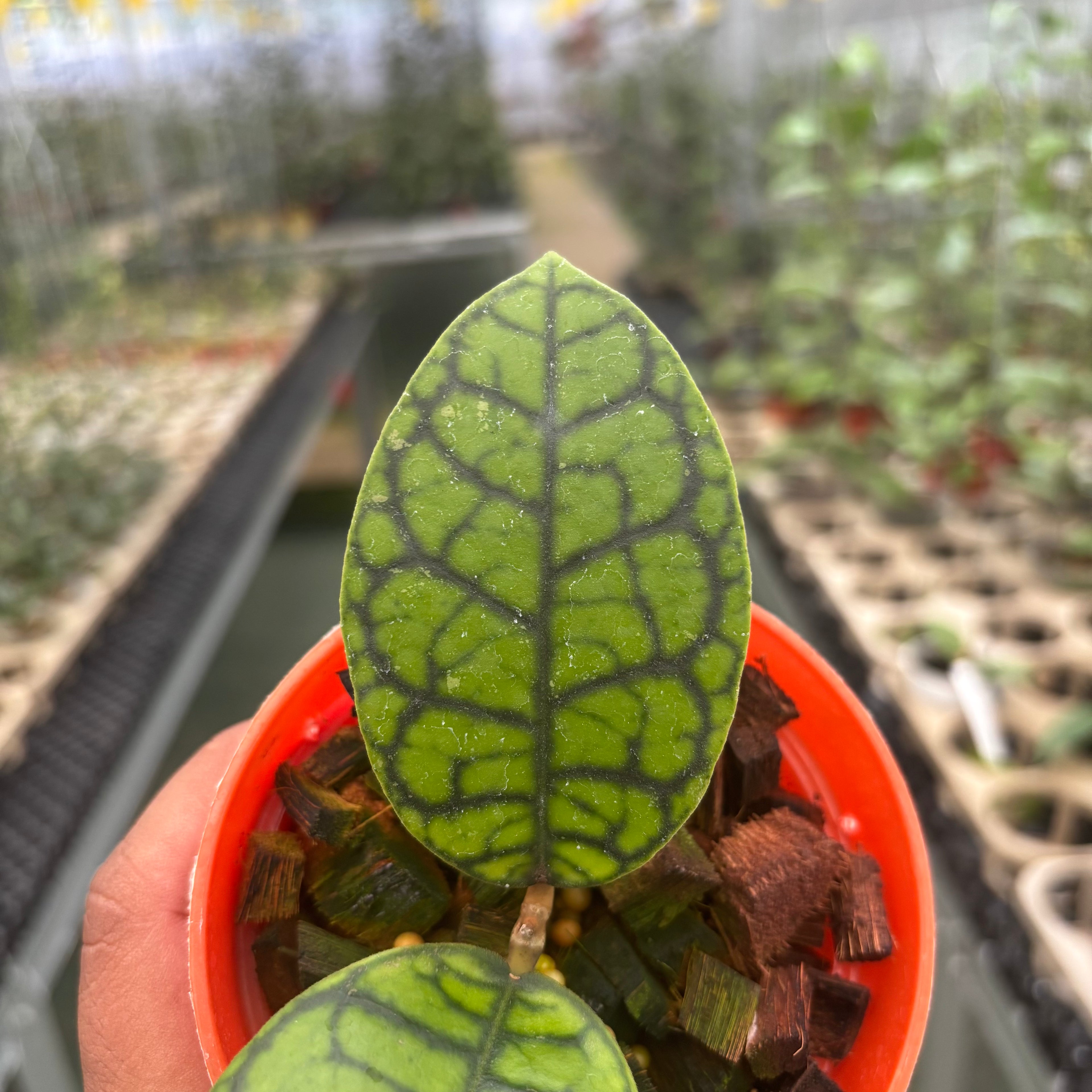 Hoya Calistophylla Black Octopus