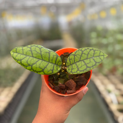 Hoya Calistophylla Black Octopus
