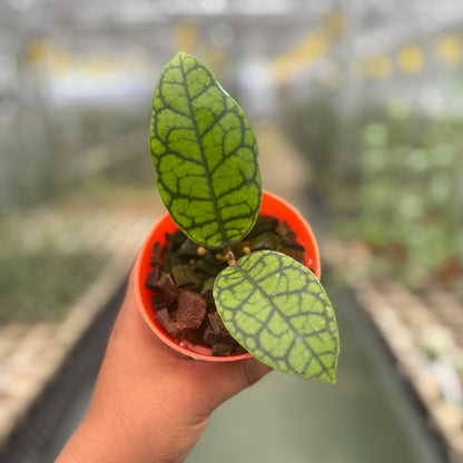 Hoya Calistophylla Black Octopus