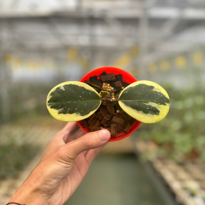 Hoya Obovata Albomarginata