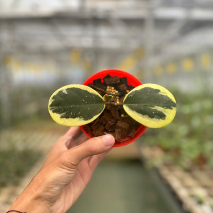 Hoya Obovata Albomarginata