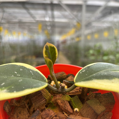 Hoya Obovata Albomarginata